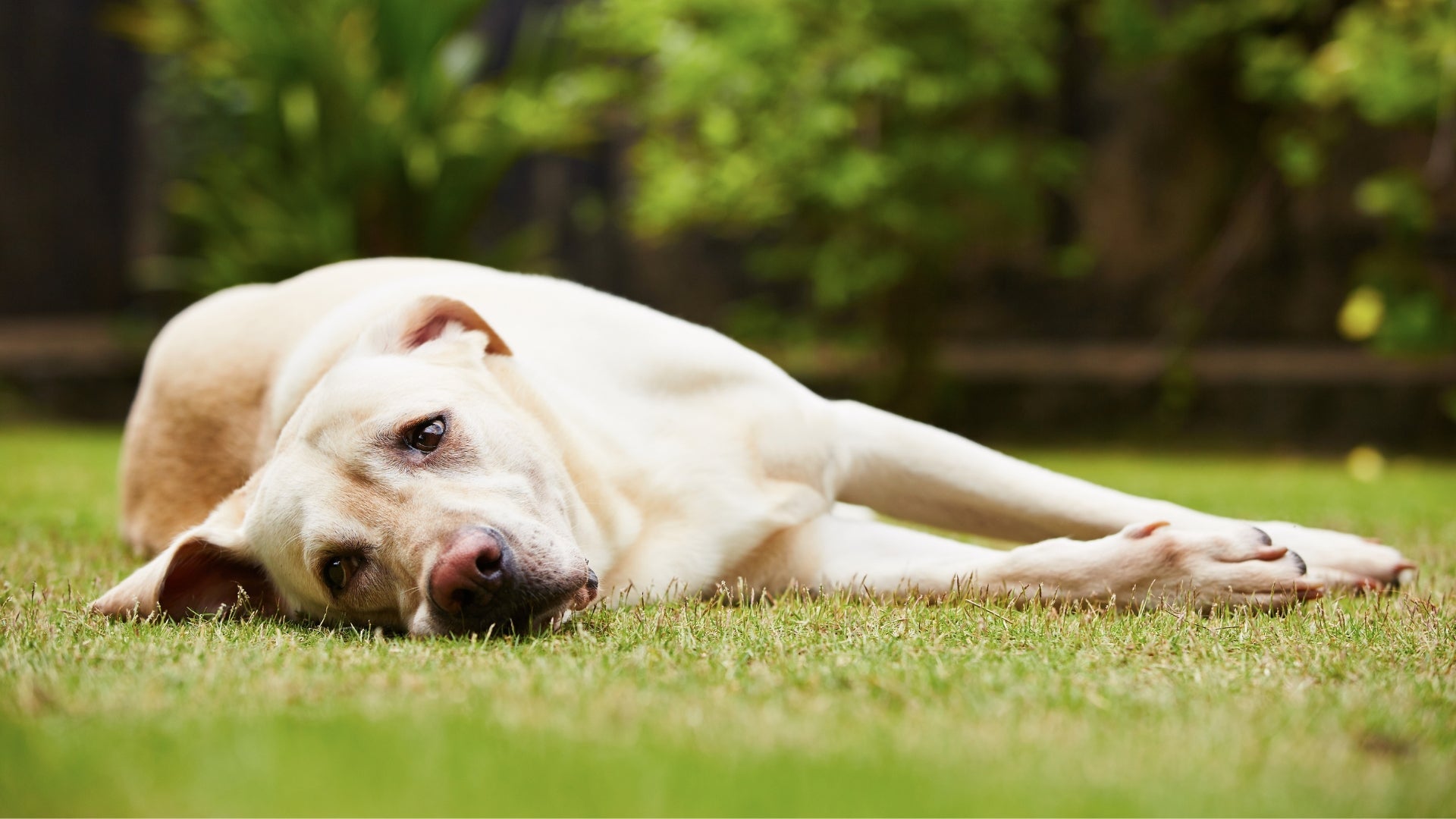 Why Kibble Fails Your Dog’s Health